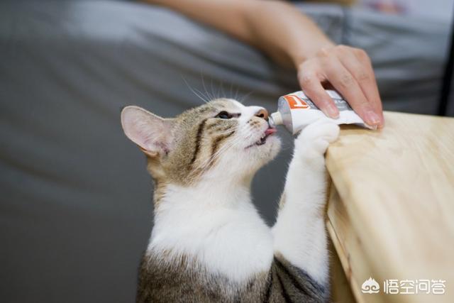 怎样帮猫减肥:一个月，我妈把我的二哈狗养成了二哈猪，我该怎么给它减肥？