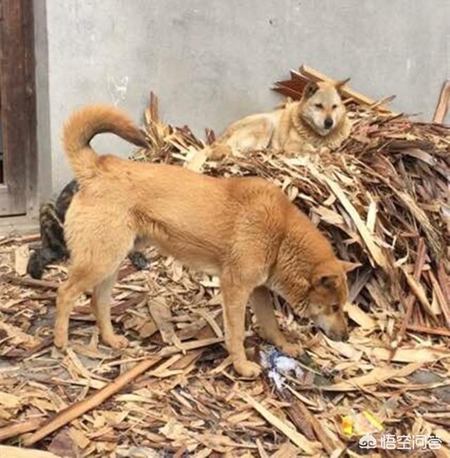 改变世界的犬类纪录片:如何培养优良品种的狗狗？