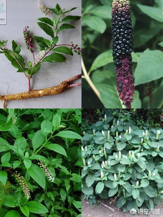 中药名叫"商陆"的药材有什么功效?-百科网