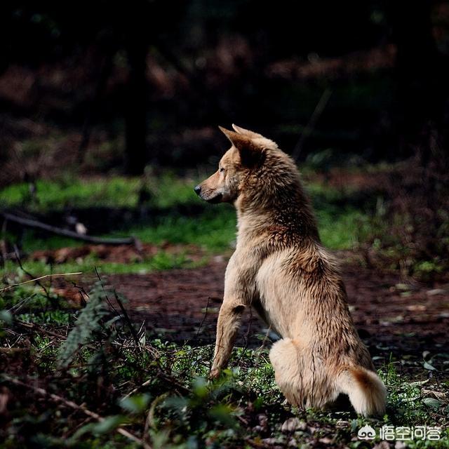 坎高犬vs土佐:世界上哪些狗的体型比藏獒还要庞大，为什么？