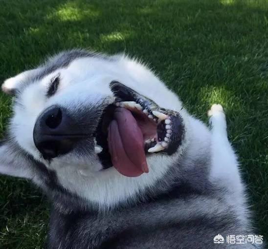呆萌二货哈士奇:该怎么养哈士奇？需要注意什么？