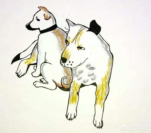宠物经济崛起黄金周:中华田园犬会有“崛起”的一天吗？