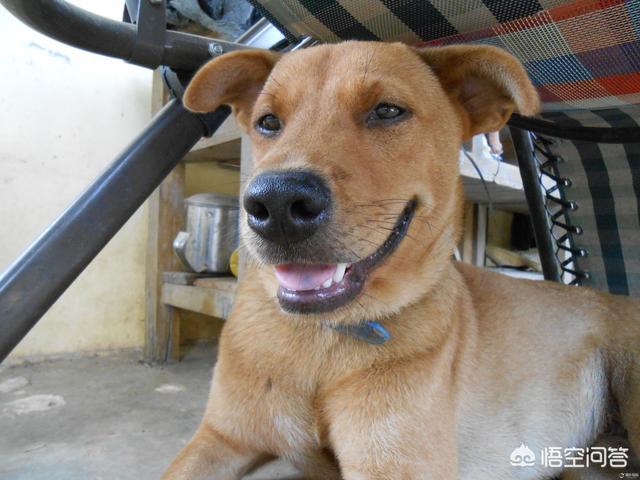 捡到流浪贵宾犬好养吗:狗狗其实是更想流浪，还是被养着？