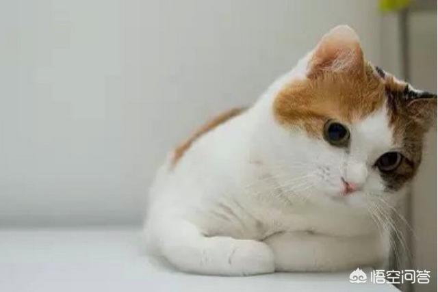 搓手猫现在怎么了:猫咪为什么喜欢揣着小手？