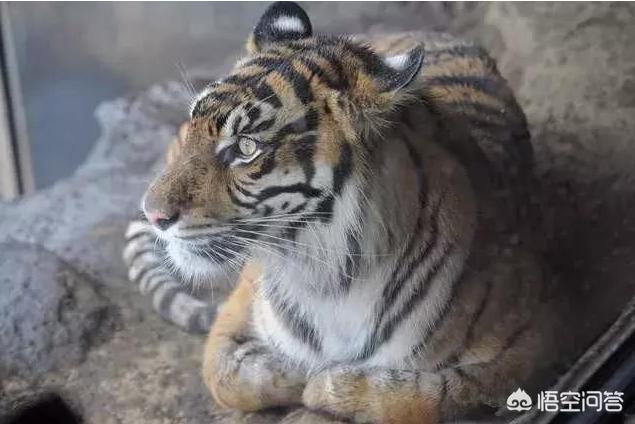 搓手猫现在怎么了:猫咪为什么喜欢揣着小手？