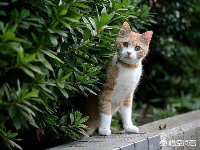 野猫的城市:城市里的流浪猫靠什么生存？
