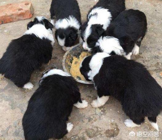 斗牛马士提夫犬的喂食要点:如何正确喂养边牧？有哪些技巧方式？需要注意哪些问题？ 斗牛马士提夫犬喂食