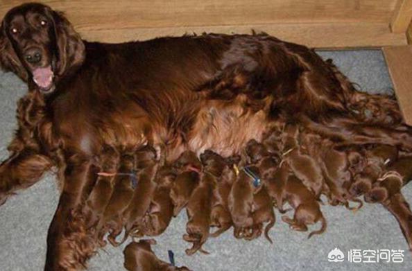 爱尔兰雪达犬价格图片:你身边的狗狗最多能活多久？ 爱尔兰雪达犬的图片
