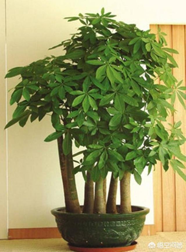 搬新家,家里适合买什么中大型植物？