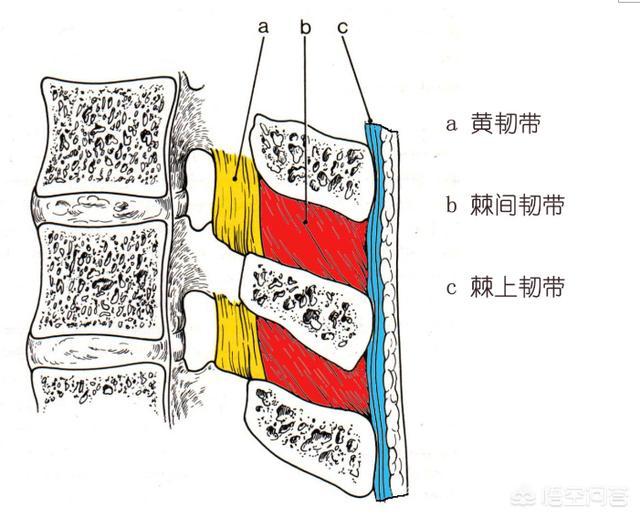 脊柱疼痛怎么回事;脊柱疼痛怎么回事挂啥科