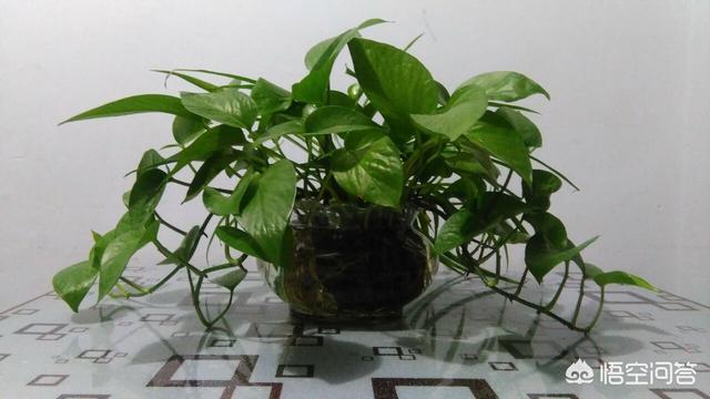 在家养花,有哪些容易打理的花卉品种值得推荐？