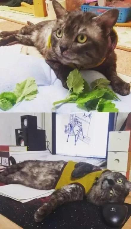 猫薄荷对猫有什么作用危害:猫薄荷对猫有什么作用? 猫薄荷到底是个什么鬼？对猫有危害吗？