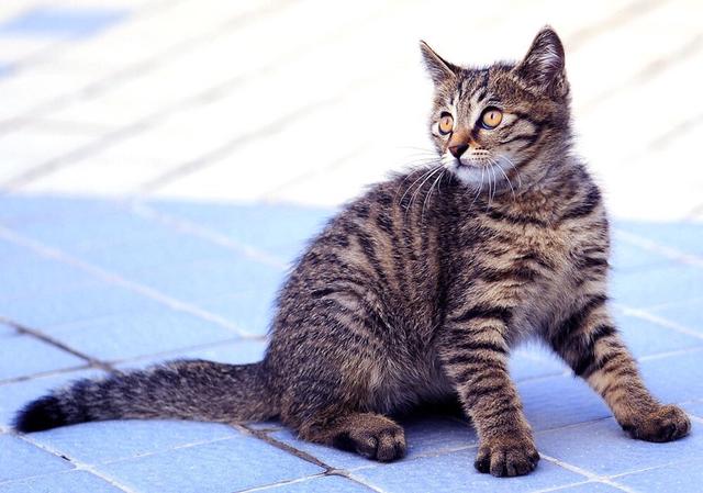 中国狸花猫在美国多少钱一只:狸花猫和虎皮猫有什么区别？你更喜欢哪种？