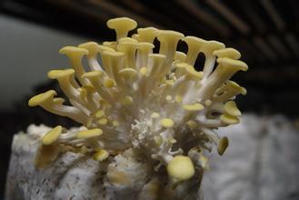 野生蘑菇究竟有多毒，菜园里的野生蘑菇有毒吗什么样的能吃