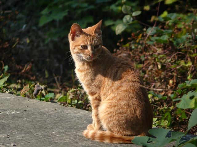 狸花猫价格:大家养的橘猫和狸花猫吃多少钱的猫粮？ 狸花猫价格是多少钱一只