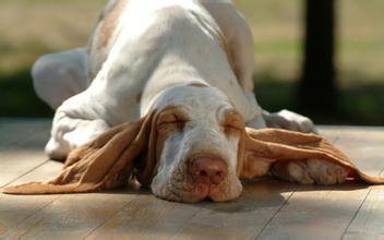 盛来知老年犬粮:盛来知老年犬粮怎么样 给老年犬选狗粮时，粗蛋白对狗狗有坏处么？