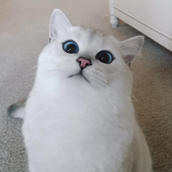 世界猫咪品种介绍:世界上的四大名猫是什么猫？为什么？