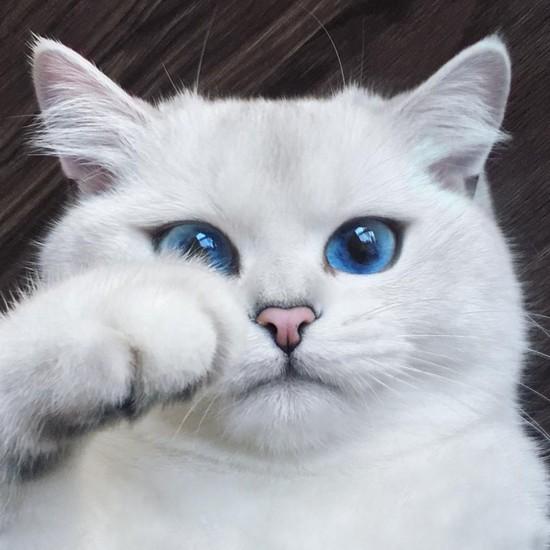 世界猫咪品种介绍:世界上的四大名猫是什么猫？为什么？