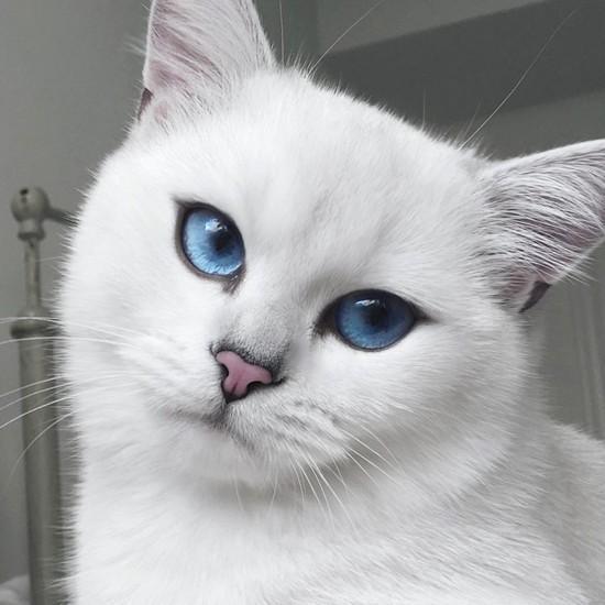 世界猫咪品种介绍:世界上的四大名猫是什么猫？为什么？