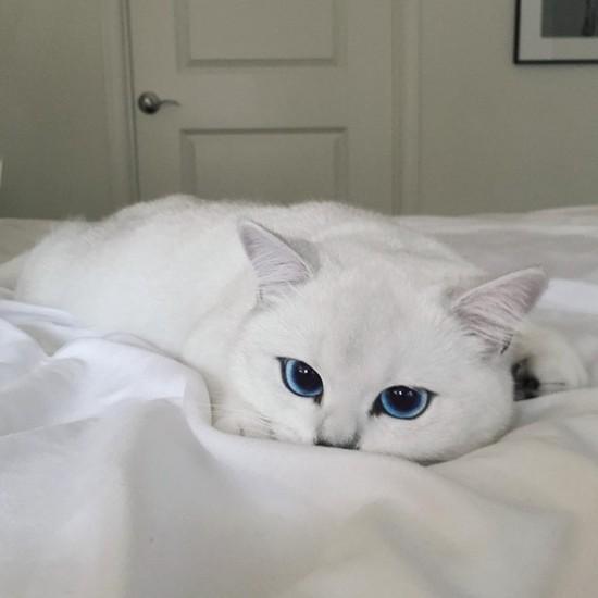 世界猫咪品种介绍:世界上的四大名猫是什么猫？为什么？