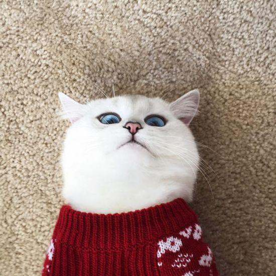 世界猫咪品种介绍:世界上的四大名猫是什么猫？为什么？