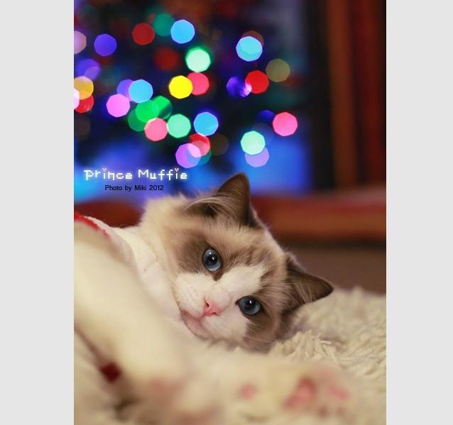 世界猫咪品种介绍:世界上的四大名猫是什么猫？为什么？