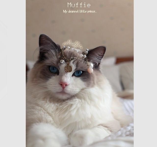 世界猫咪品种介绍:世界上的四大名猫是什么猫？为什么？