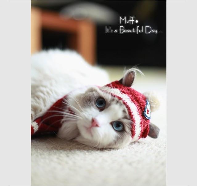 世界猫咪品种介绍:世界上的四大名猫是什么猫？为什么？
