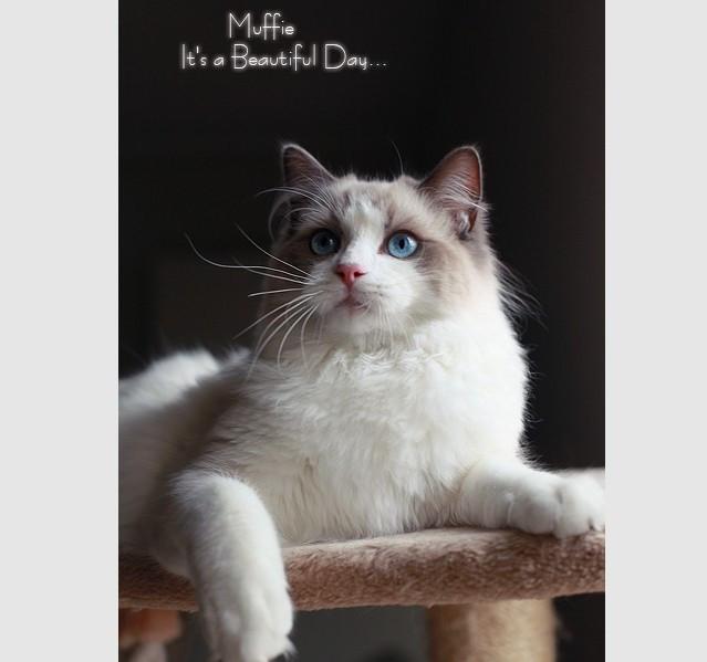 世界猫咪品种介绍:世界上的四大名猫是什么猫？为什么？