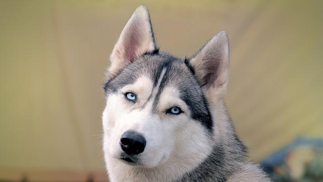 红色阿拉斯加雪橇犬好养吗:养阿拉斯加需要注意什么？ 阿拉斯加雪橇犬好养吗?