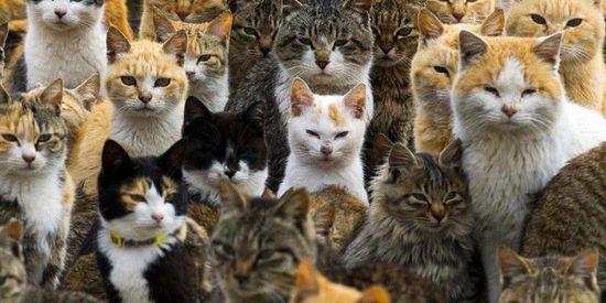 三毛猫截图:三毛猫福尔摩斯 为什么日本人养猫的非常多？