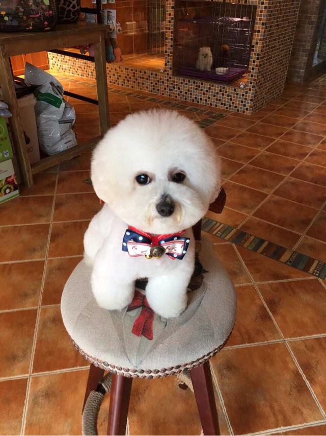 大家养狗的寿命一般多少年？
