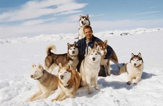 忠犬八公影评:除了忠犬八公，还有哪些好看的宠物电影可以推荐？ 忠犬八公影评1000字