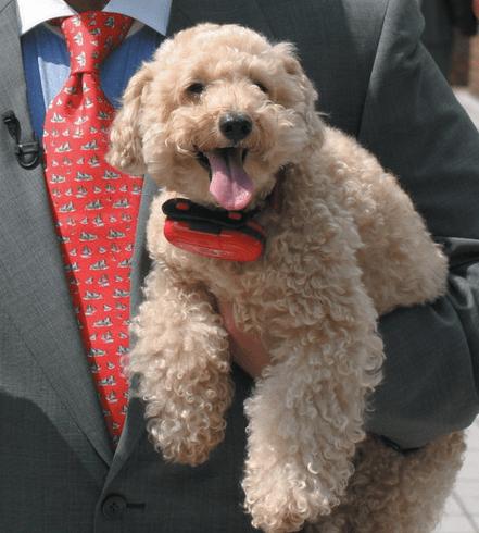 忠犬八公影评:除了忠犬八公，还有哪些好看的宠物电影可以推荐？ 忠犬八公影评1000字