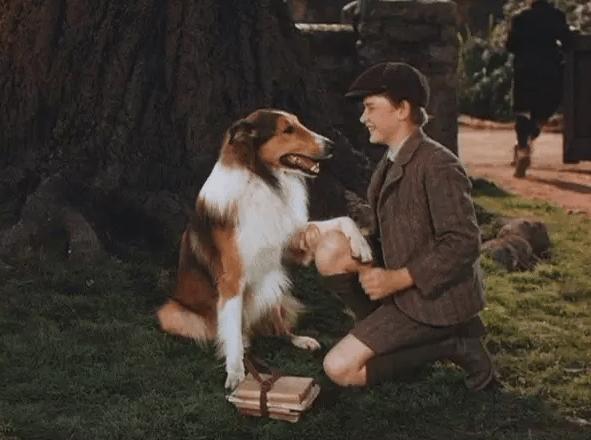 忠犬八公影评:除了忠犬八公，还有哪些好看的宠物电影可以推荐？ 忠犬八公影评1000字
