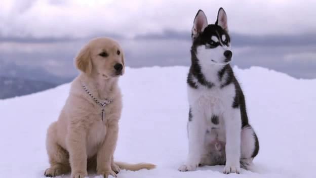 忠犬八公影评:除了忠犬八公，还有哪些好看的宠物电影可以推荐？ 忠犬八公影评1000字