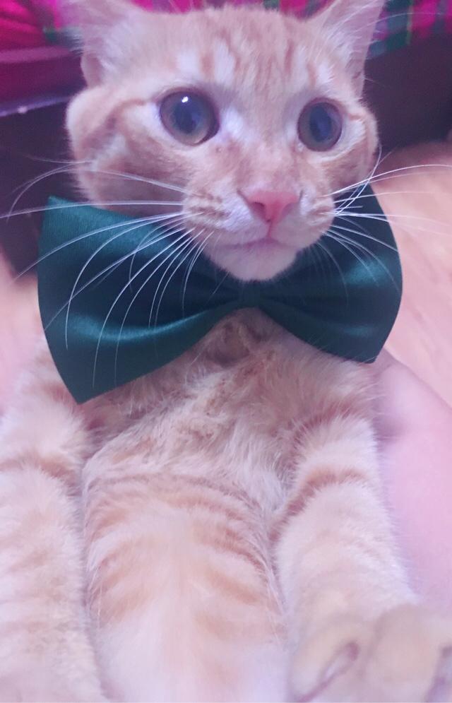 猫咪减肥:求猫猫的减肥方法？热量低的猫粮怎么看？ 猫咪减肥吃什么猫粮