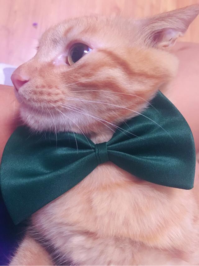 猫咪减肥:求猫猫的减肥方法？热量低的猫粮怎么看？ 猫咪减肥吃什么猫粮