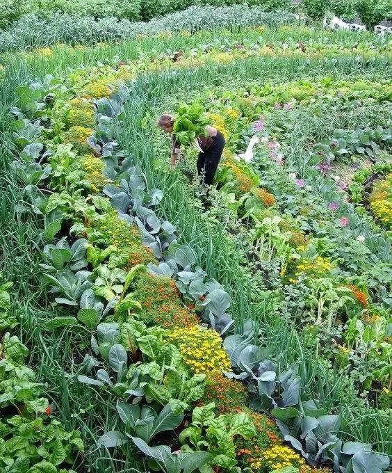 炮仗花图片:炮仗图片 家有小院是一种什么样的体验？