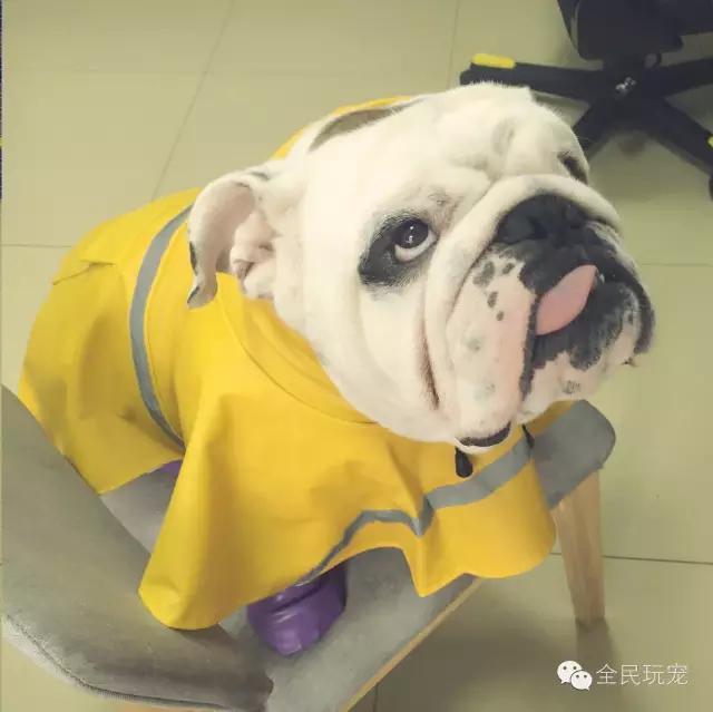 英国斗牛犬会看家吗:英国斗牛犬儿童版 狗狗有没有可能是专门来地球保护我们的外星人？