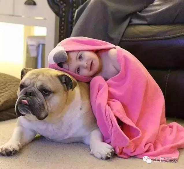 英国斗牛犬会看家吗:英国斗牛犬儿童版 狗狗有没有可能是专门来地球保护我们的外星人？