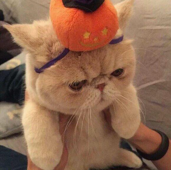 成都加菲猫是什么猫:「加菲猫」到底是什么猫？
