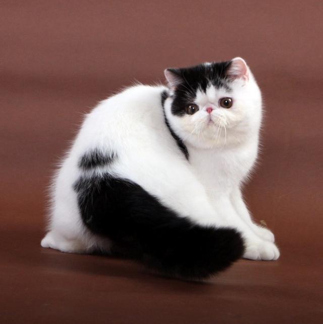 成都加菲猫是什么猫:「加菲猫」到底是什么猫？