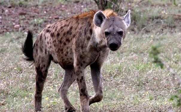 藏獒和狮子打架视频爱奇艺:藏獒VS鬣狗 谁胜算更大？
