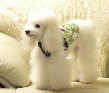 贵宾犬美容:贵宾跟泰迪的区别是什么？ 贵宾犬美容造型