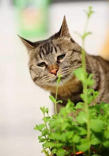 猫薄荷对猫有什么作用危害:猫薄荷对猫有什么作用? 猫薄荷到底是个什么鬼？对猫有危害吗？