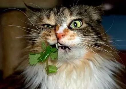 猫薄荷对猫有什么作用危害:猫薄荷对猫有什么作用? 猫薄荷到底是个什么鬼？对猫有危害吗？