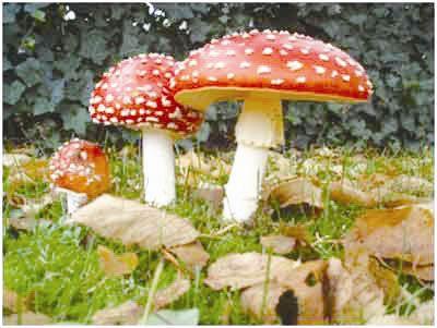 野生蘑菇究竟有多毒，菜园里的野生蘑菇有毒吗什么样的能吃