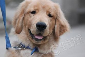 盛来知老年犬粮:盛来知老年犬粮怎么样 给老年犬选狗粮时，粗蛋白对狗狗有坏处么？