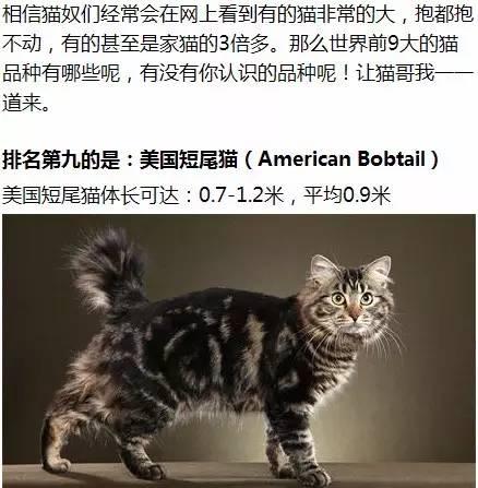 世界上体型最大的猫是哪种猫？为什么？